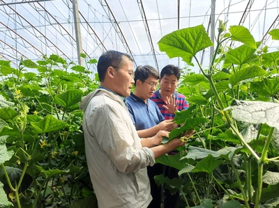 山东省农业技术推广中心 系统着力抓夏管，强化服务促丰收